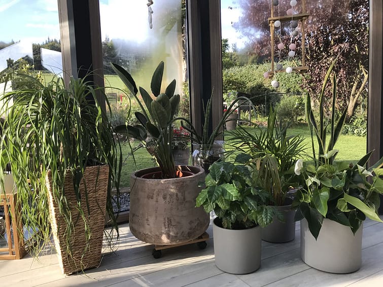 Wintergarten-Pflanzen